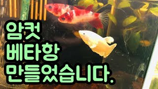 글라스장의 베타일기 -  암컷베타항 만들었습니다! (금어도 데려옴)