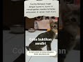 kucing  panik dengar suara ini!?