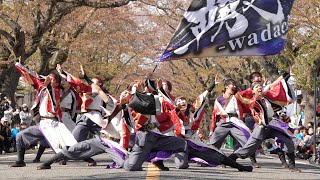 轍-wadachi- 📍富岡町桜まつり (桜並木会場/午後の部) 2023-04-09T14:28