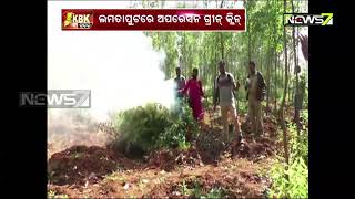 Operation Green Clean in Lamtaput; Ganja Farming Destroyed