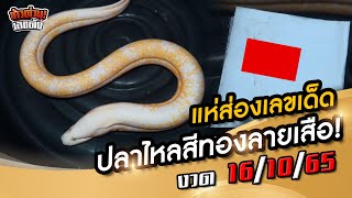 ชาวบ้านแห่ส่องเลขเด็ดปลาไหลสีทองลายเหมือนเสือ งวด 16 ต.ค.65 นี้!