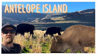 Bison Of Antelope Island State Park, Utah 🇺🇸 | Everything Need To Know