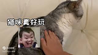 当猫舔毛时把手伸过去！会发生什么？有些猫真的情商高！