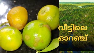 വീട്ടിലെ  ഓറഞ്ച് വിളവെടുത്തപ്പോൾ