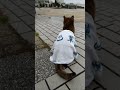 ひとりぼっちの野良猫が家猫になるまでの記録【前編】か細い かわいい声で鳴くサビ猫 琥珀との出会い