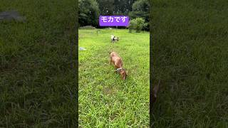 哀愁漂う　トカラヤギ　モカ　#チョコとモカの成長日記 #animal #goat #トカラヤギ #ヤギ #cute #哀愁