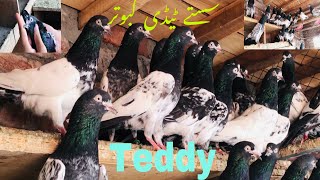 Pure teddy kabutar mehro waly seth waly teddy for sale achy teddy sasta teddy