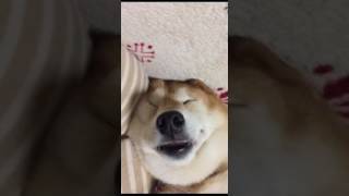 柴犬あずき。いびきをかいて寝る