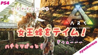 ARK  蜂 イキオオミツバチをテイム！ ジャイアントビー 女王蜂とハチミツゲット！ PS4 Pro レッドウッド編