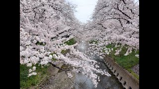 岩倉市・五条川の桜満開