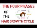 Understanding The Hair Growth Cycle | Adam Explains