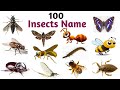 100 Insects Name Vocabulary | Insects Name In English | Common Words In English