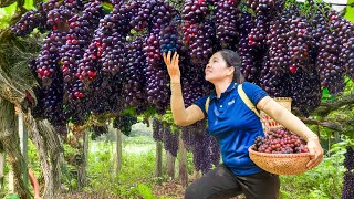 Harvesting DEVIL'S GRAPES \u0026 Go to Market Sell | Strange Black Grapes Grow Deep in the Forest