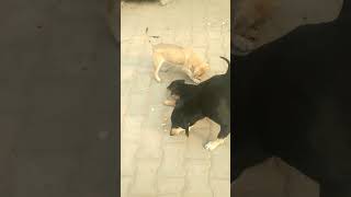 milye mere naye dosto se #pluto #dog #animals #shorts #viral