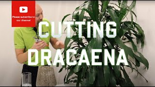 Cutting from a Dracaena