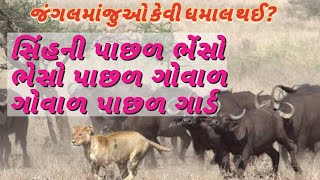 જંગલમાં કેવી ધમાલ થઇ?સિંહની પાછળ ભેસો દોડી,ભેસોની પાછળ ગોવાળ અને ગોવાળ પાછળ ગાર્ડ,પછી શું થયું?જુઓ