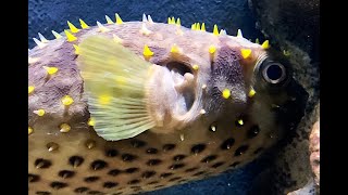 イガグリフグ　Spotbase burrfish　Cyclichthys spilostylus