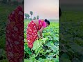 এইভাবে কুমড়ো চাষ 🤔 youtubeshorts viralvideo village food agriculture