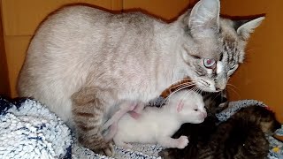 母猫は子猫を抱きしめ、暖かくなり、より多くの乳を吸う