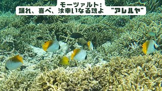 ４ｋ 「トゲチョウチョウウオ」「Threadfin butterflyfish」【4k 水中 UNDERWATER GoPro9】【宮古島　海　サンゴ　魚　シュノーケリング　水族館　観光】