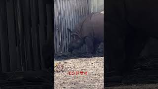 インドサイさんお顔痛くないのかしら？#インドサイ#東山動植物園 #zoo