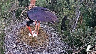 Gajas un Kaupo pirmais mazulis olā sāk runāties.  2018.05.16