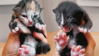 Naming My Newborn Kittens!