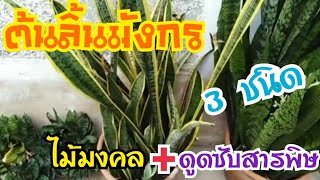 ต้นลิ้นมังกร​ 3​ ชนิด​ ต้นไม้มงคล​ + ช่วยดูดซับสารพิษได้ดีอีกด้วยจ้า