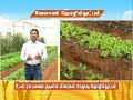 cultivation of greens in hi tech poly house icar kvk krishnagiri