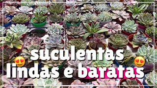 Comprando suculentas no Garden, muitas promoções e comprinhas novas