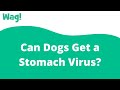 Can Dogs Get a Stomach Virus? | Wag!