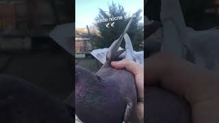 #бакинскиеголуби #pigeon #голуб #birds #kabootar #kabutar #голуби #птицы