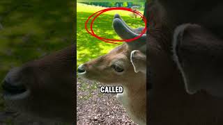 Why Deer Antlers Look Totally Weird and Cool 😨