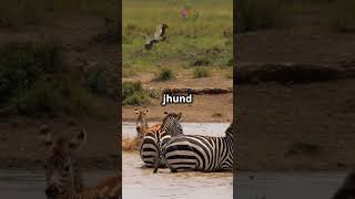 Amazing facts of zebra #shorts #shortsfeed #amazingfacts #interestingfacts #nature #animals