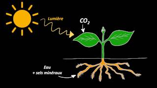 Nutrition et organisation des végétaux chlorophylliens (5e)