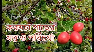 করমচা গাছের যত্ন ও পরিচর্যা |Care And Maintenance Of Bengal Currant Trees |Gardening |Home \u0026 Hobbies