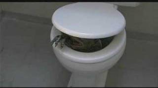 Ghoulies II - Toilet Scene