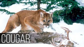 COUGAR - Mountain King and Master of Adaptation With a Powerful Build and Sharp Instincts