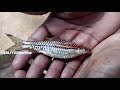 കേരളത്തിൽ കാണപ്പെടുന്ന മൽസ്യങ്ങൾ part1 kerala fish video in malayalam