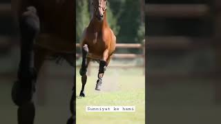 maa ki duaa 🤲😧🤲🤲💞💕/jummah mubarak status/jummah whatsapp/horse video/maula ya salli wa sallim#shorts