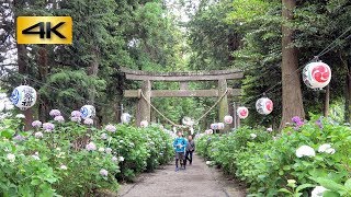 磯山神社の長い表参道を彩るアジサイ (紫陽花) ~2018年6月17日~ Hydrangea of Isoyama Shrine in Japan : 栃木県鹿沼市磯町 : 4K