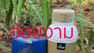 4tree ใช้โฟร์ทรีฉีดอ้อย สนใจโทร 094-8266245