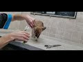 How to give a Chihuahua dog breed a scissor cut trim, clean up, and cut the  nails, dog grooming