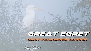 🟢 Great Egret at Misty Oostvaardersplassen