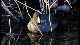 オオバン狛江地区 2025 01 04 #オオバン #野鳥 #birds #wildlife #nature #自然観察ぶらり散歩