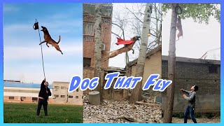 Belgian Malinois - Dog That Fly | Amazing Jump