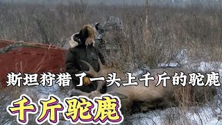 猎人斯坦狩猎了一头上千斤的驼鹿 #荒野 #荒野求生 #荒野猎人