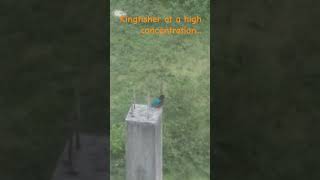 Lonely Kingfisher in a high concentration to catch fish! #birds #shortvideo #shorts #kingfisher