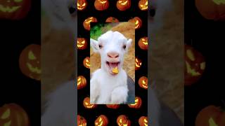 Cute goat funny video 🤣🤣eat leave#shorts#leave#cute#baby #goat#funny#animals#reels#viral #shortsfeed