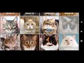 mother cat calling for her kittens sound effect mom cat calling her kittens female cats meowing